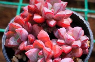 ​多肉蓝宝石小巧可爱,但怕晒又怕热,需要做好两点才能顺利度夏