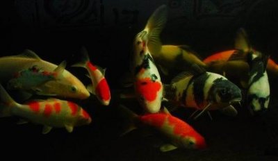 ​黄金锦鲤怎么养？黄金锦鲤的养殖技巧