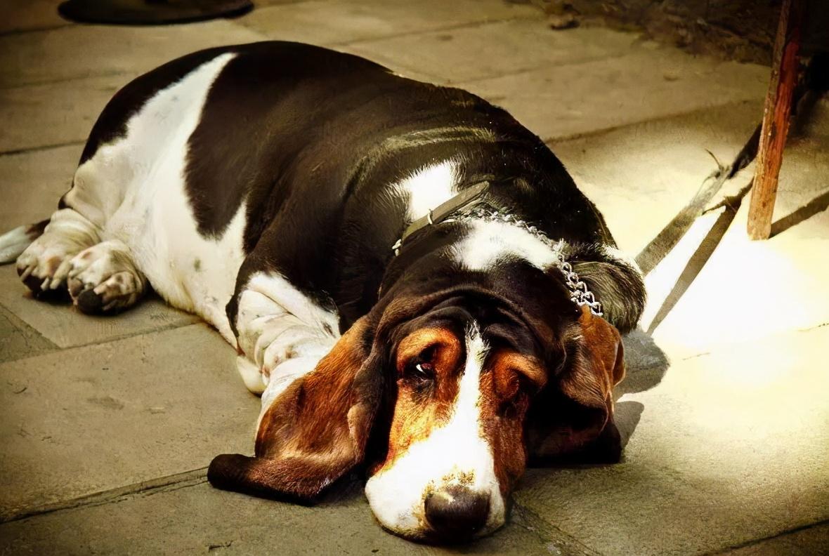 狗狗被主人打了会不会记仇-（德牧被主人打会记仇吗）