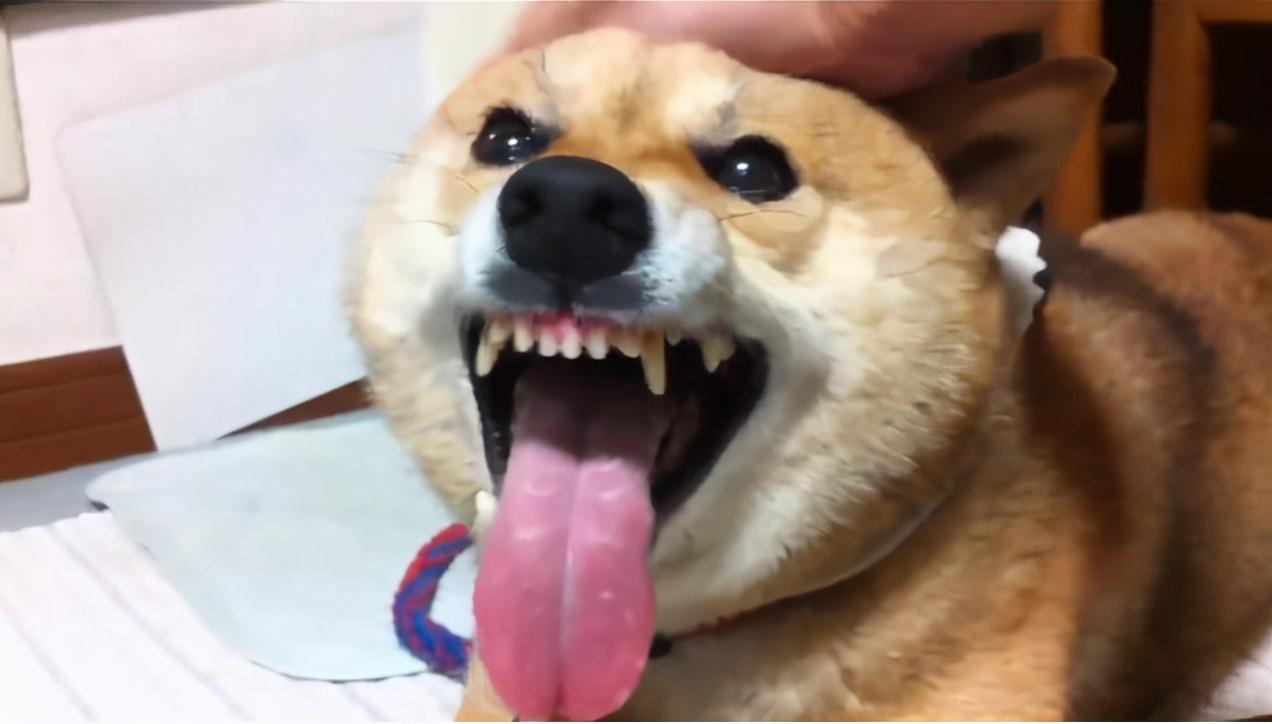 狗狗被主人打了会不会记仇-（德牧被主人打会记仇吗）