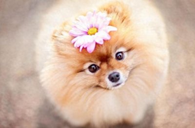 ​饲养“博美犬”讲究多，6大禁忌绝不能犯