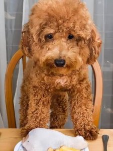 ​幼犬可以吃蛋黄吗