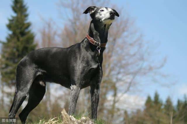 温顺适合孩子养的狗（适合儿童养的宠物）