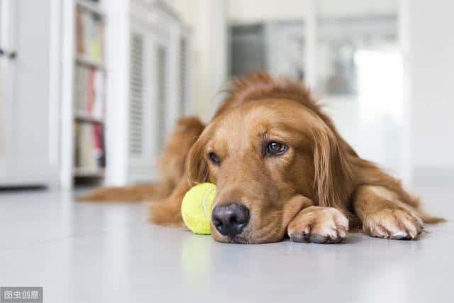 温顺适合孩子养的狗（适合儿童养的宠物）