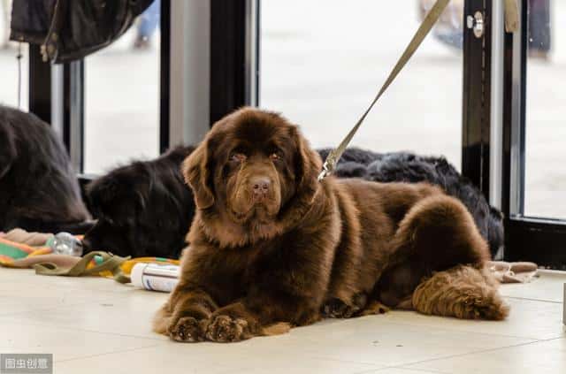 温顺适合孩子养的狗（适合儿童养的宠物）