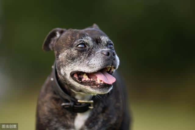 温顺适合孩子养的狗（适合儿童养的宠物）