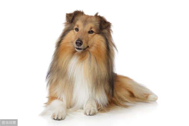 温顺适合孩子养的狗（适合儿童养的宠物）