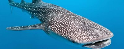 ​鲨鱼吃鲸鱼么 鲸鱼吃鲨鱼么