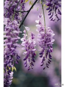 ​大自然的花帘——紫藤萝，可做头像和壁纸