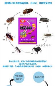 ​去除跳蚤方法（有效去除跳蚤的方法）