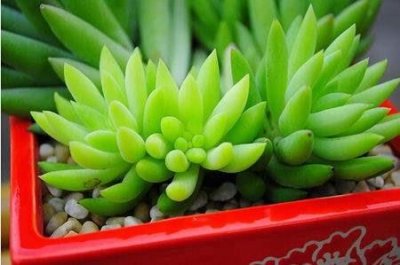 ​玉珠帘和千佛手的区别