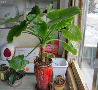 ​进门摆什么植物好 滴水观音最好