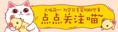 ​站起来一米五的“特大号”泰迪犬，犬中的大长腿 你见过么