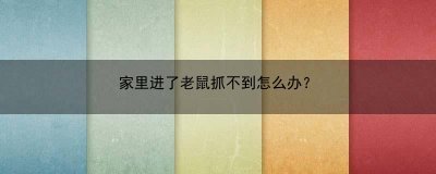 ​家里进了老鼠抓不到怎么办？