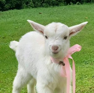 ​动物头像系列之小羊羔羊咩咩头像