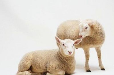 ​剪羊毛的好处和坏处