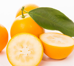 金桔和什么一起泡茶好喝