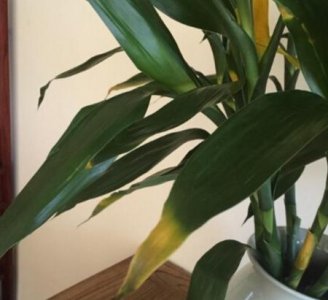 ​水里养的富贵竹叶子发黄怎么办(有根的富贵竹叶子发黄怎么办)