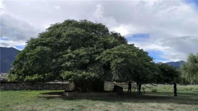 ​在古人眼里的“神仙树”到底是什么？它是古代帝王的信仰