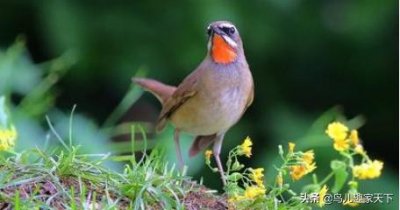 ​靛颏雌雄区分有诀窍
