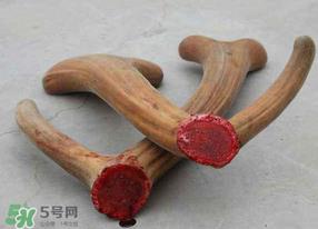 春天可以吃鹿茸吗？鹿茸什么季节吃最合适？
