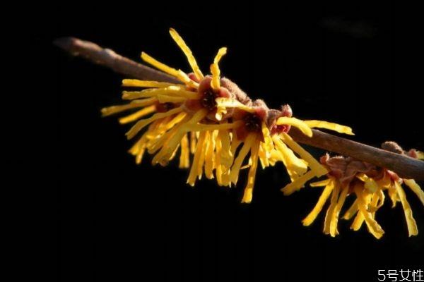 金缕梅花语是什么呢 金缕梅的花期怎么样的呢