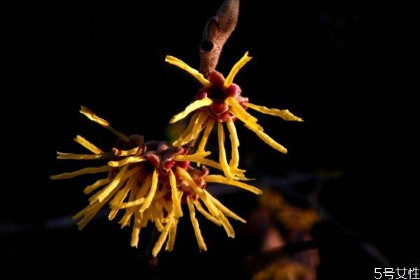 金缕梅花语是什么呢 金缕梅的花期怎么样的呢