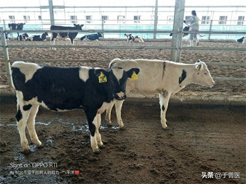 新生牛犊不吃奶都是什么原因呢(新生牛犊不张嘴吃奶怎么办)