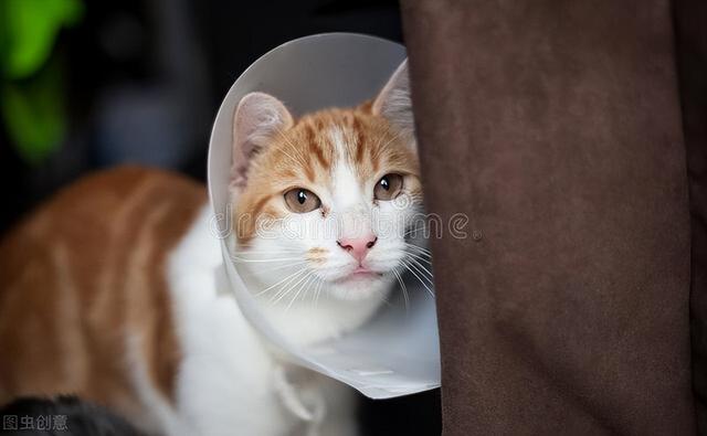 养猫新手必备指南（养喵星人必备知识）(4)