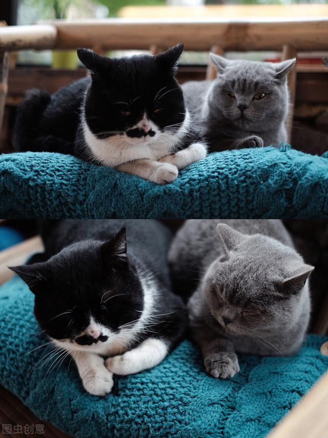 养猫新手必备指南（养喵星人必备知识）(1)