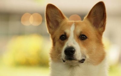 ​给狗狗梳毛的技巧 狗狗梳毛的好处