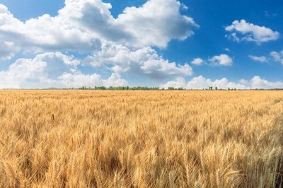 ​心理测试：哪一片麦田让你感到满足？测你是什么转世？