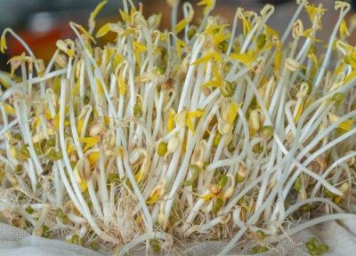 ​绿豆发芽的步骤和方法及注意事项