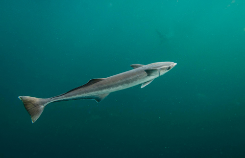 物种百科：鮣鱼