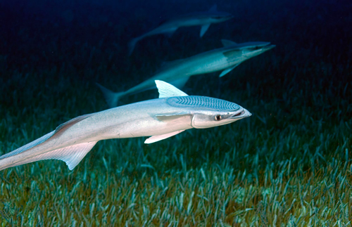 物种百科：鮣鱼