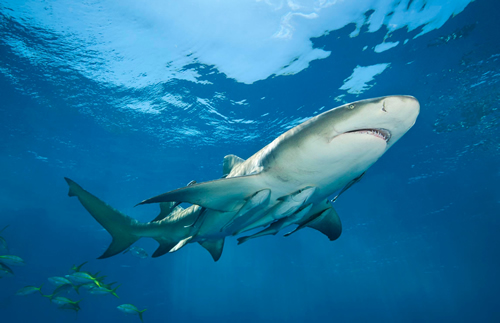 物种百科：鮣鱼