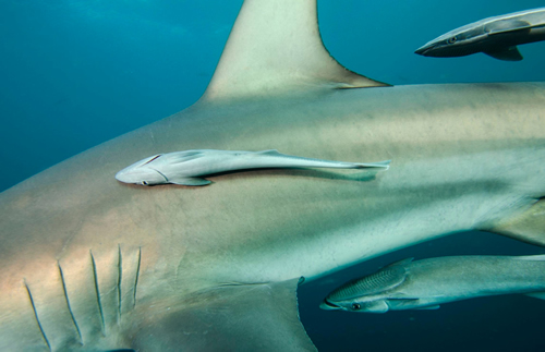 物种百科：鮣鱼