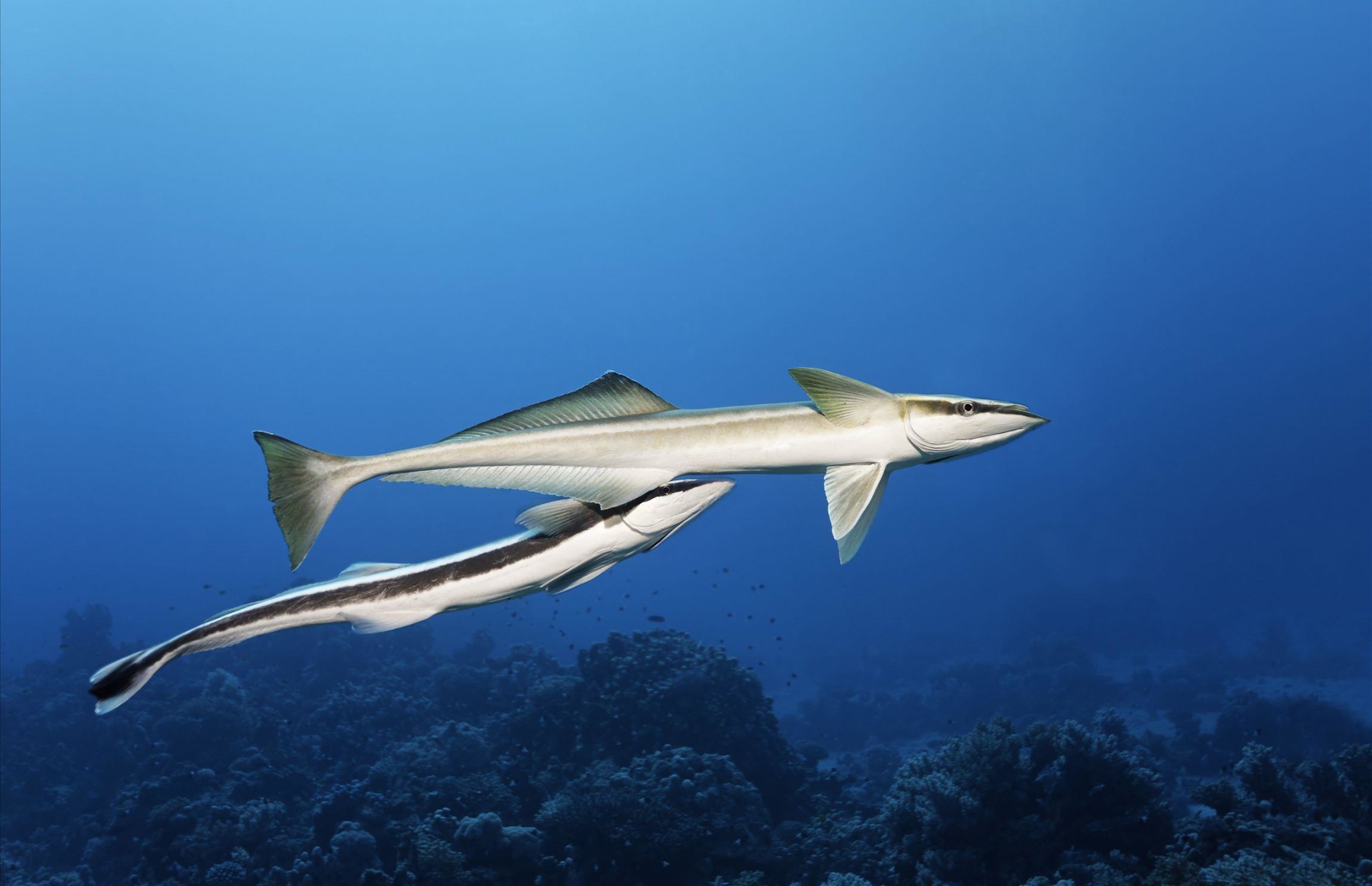 物种百科：鮣鱼