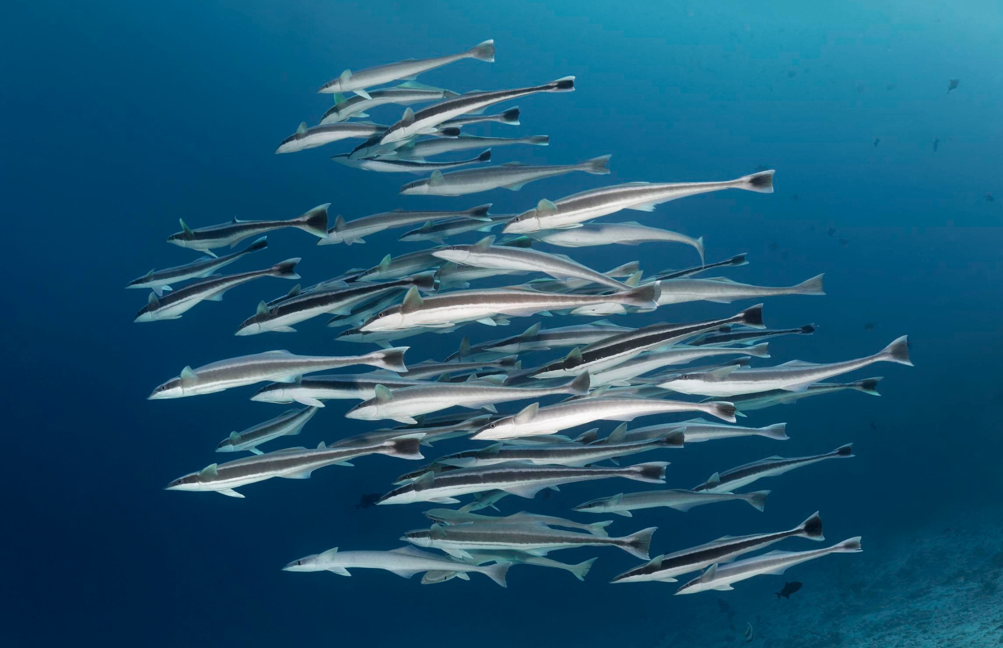 物种百科：鮣鱼