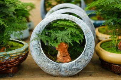 ​文竹怎么施肥