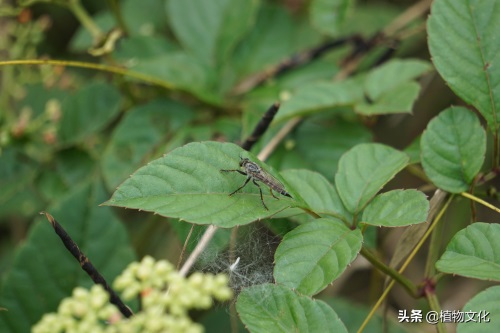 这种像苍蝇的却叫做食虫虻，以其它昆虫为食