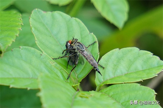 这种像苍蝇的却叫做食虫虻，以其它昆虫为食