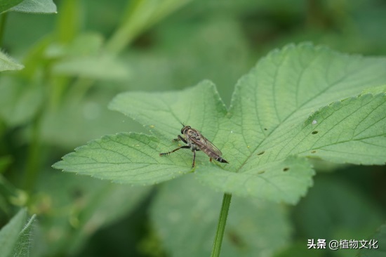 这种像苍蝇的却叫做食虫虻，以其它昆虫为食