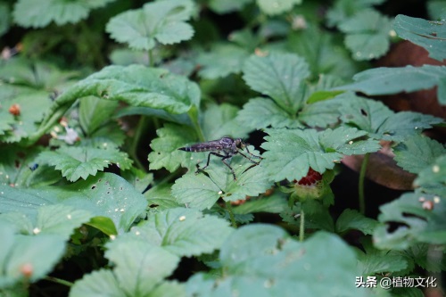 这种像苍蝇的却叫做食虫虻，以其它昆虫为食