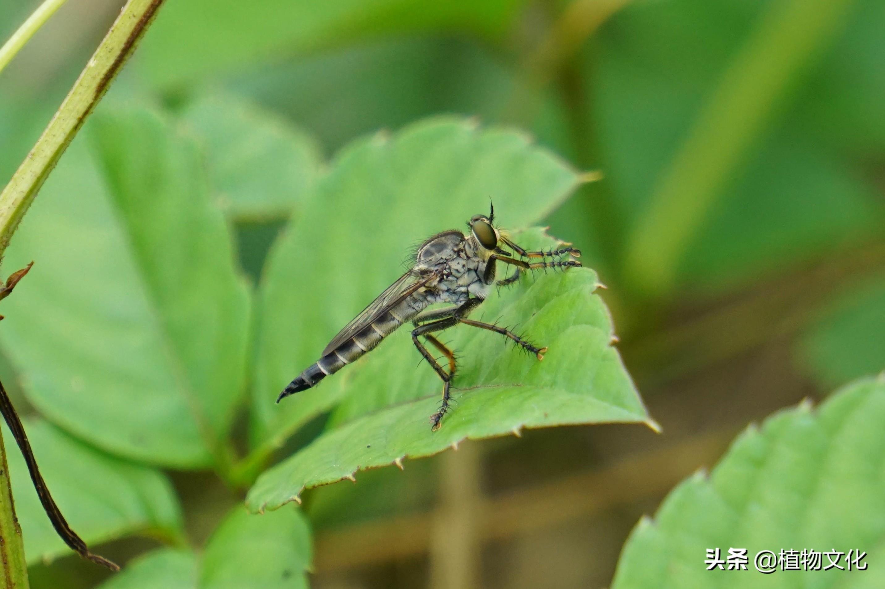 这种像苍蝇的却叫做食虫虻，以其它昆虫为食