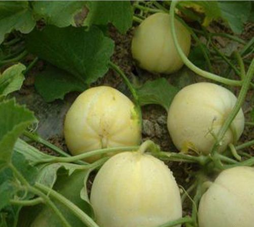 为什么绿宝石香瓜是绿皮