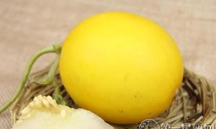 西瓜香瓜是什么品种