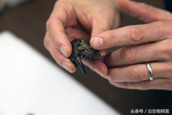 最大的白腹巨鼠:白垩纪大老鼠拥有哺乳类最强咬合力(7)