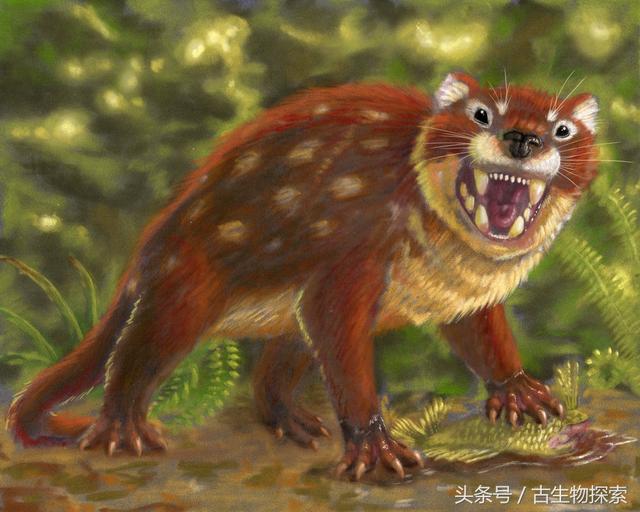 最大的白腹巨鼠:白垩纪大老鼠拥有哺乳类最强咬合力(2)