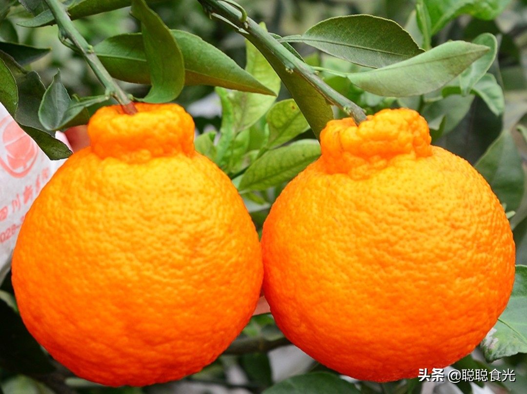 沃柑和茂谷柑哪个好吃（10个种类比较常见的橘子）
